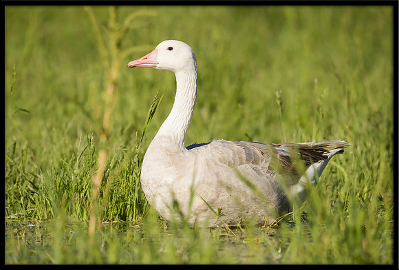 Hybrid Canada x Greylag