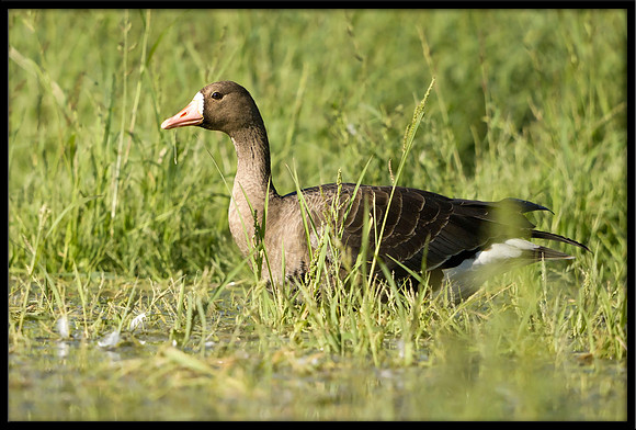 Greater White-front Goose