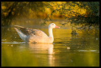 Hybrid Canada x Greylag