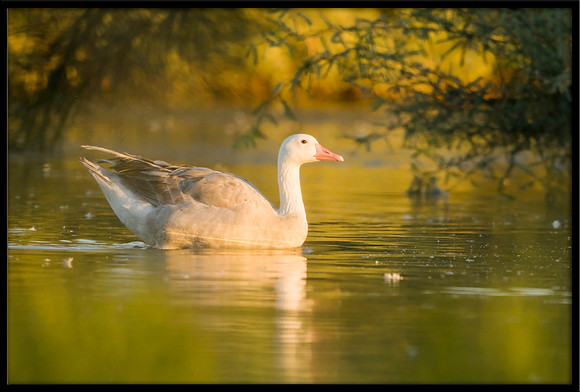 Hybrid Canada x Greylag