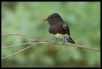Black Phoebe
