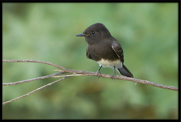 Black Phoebe