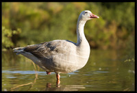 Hybrid Canada x Greylag