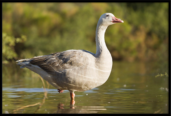 Hybrid Canada x Greylag
