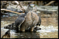 Cooper's Hawk
