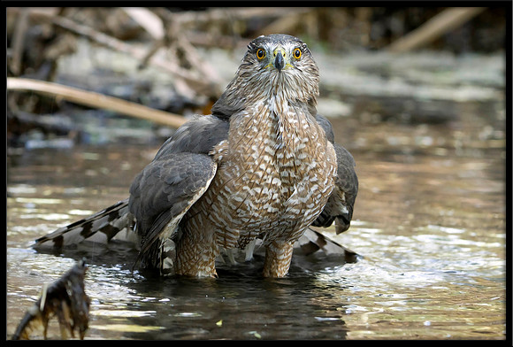 Cooper's Hawk
