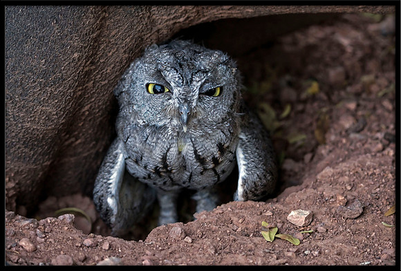Western Screech Owl