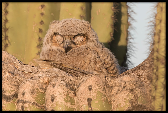 Great Horned Owlet