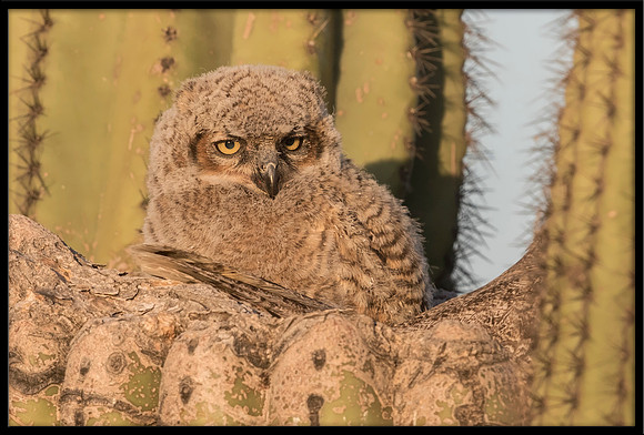 Great Horned Owlet