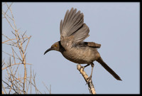 Curve-billed Thrasher