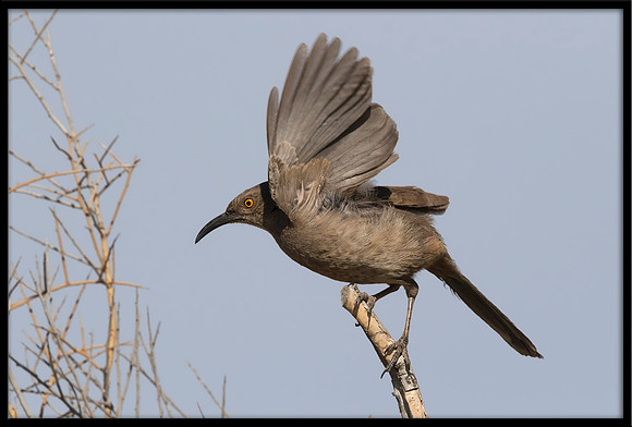 Curve-billed Thrasher