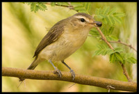 Warbling Vireo