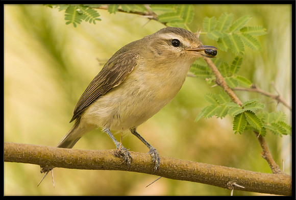 Warbling Vireo