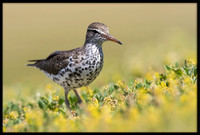 Spotted Sandpiper