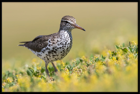 Spotted Sandpiper