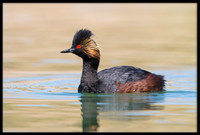 Eared Grebes