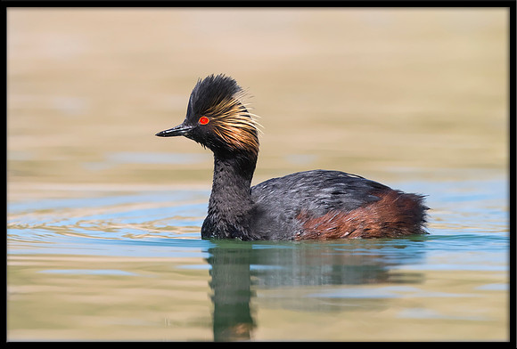 Eared Grebe