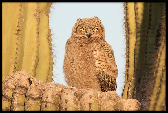 Great Horned Owlet