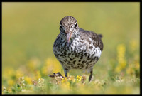 Spotted Sandpiper