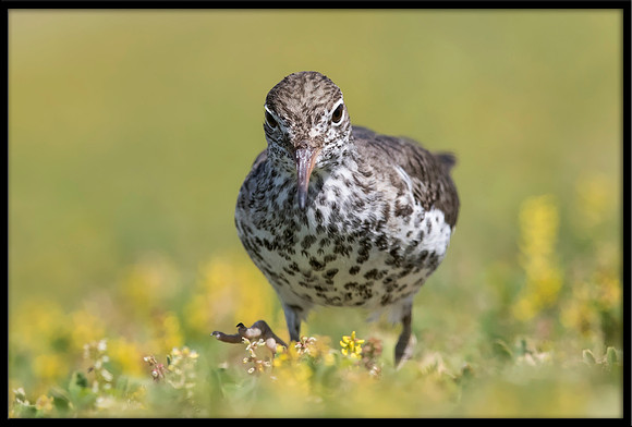 Spotted Sandpiper