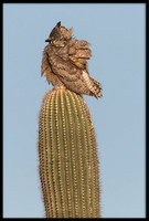 Great Horned Owl