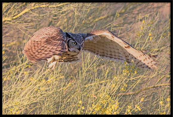 Great Horned Owl
