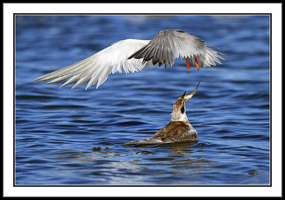 Tern Feeding Time