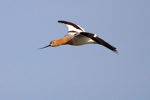 Avocet