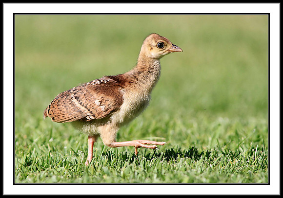 Peachick