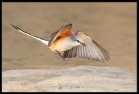 Scissor-tail Flycatcher