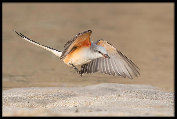 Scissor-tail Flycatcher
