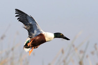 Northern Shoveler on approach