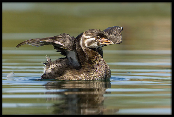 Pied-billed Grebe
