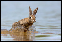 Desert Cottontail