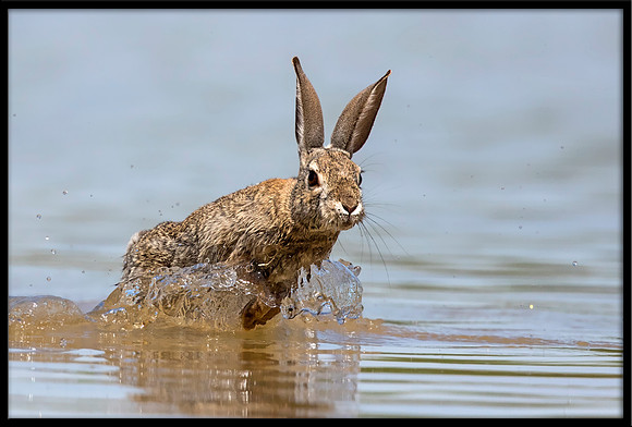 Desert Cottontail
