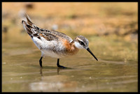 Wilson's Phalarope (m)