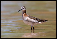 Wilson's Phalarope (m)