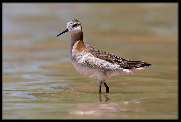 Wilson's Phalarope (m)