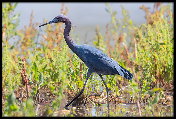 Little Blue Heron