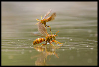 Paper Wasps