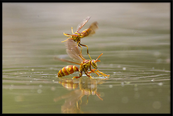 Paper Wasps