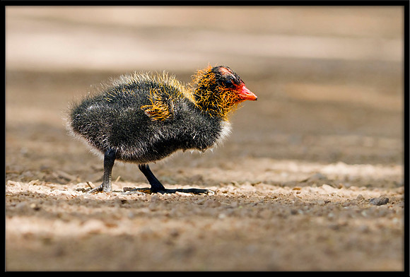 American Coot