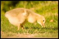 Domestic Embden Gosling