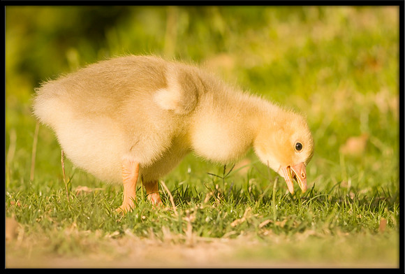 Domestic Embden Gosling