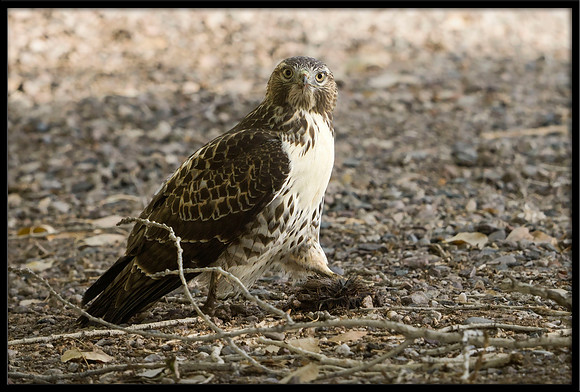 Red-tailed Hawk With Prey