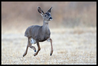 Black-tailed Deer