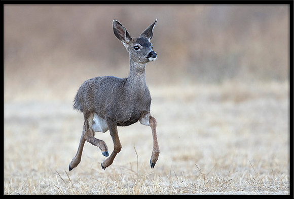 Black-tailed Deer