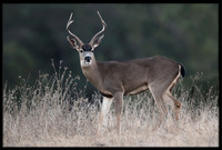 Black-tailed Deer