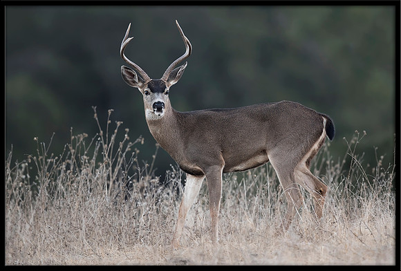 Black-tailed Deer