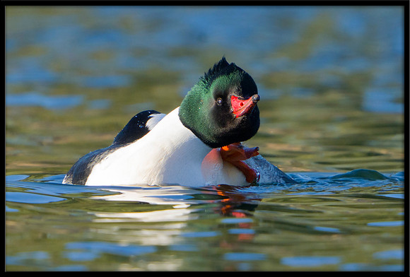 Common Merganser